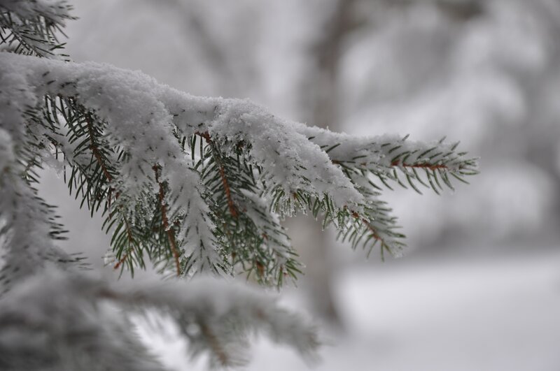 Snow-covered Pine Branch — White, Calm, Winter, Photograph, Pine Needles