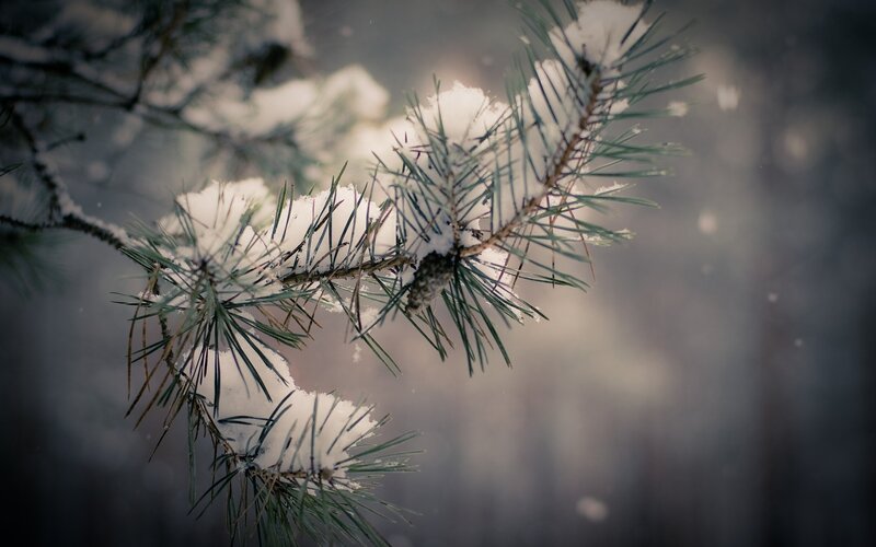 Snow-covered Pine Branch — White, Calm, Winter, Photograph, Snow, Pine Needles, Green