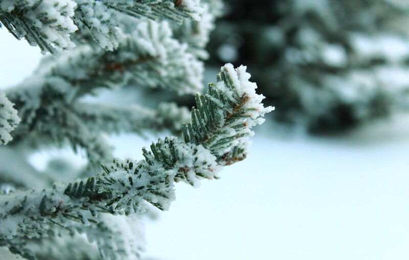 Snow-covered Pine Branch — White, Calm, Winter, Photograph, Snow