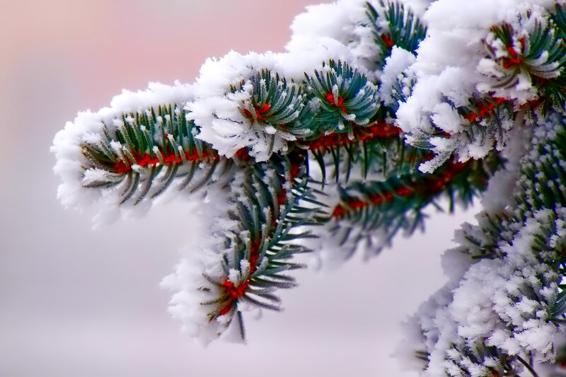 Snow-covered Pine Branch — White, Calm, Winter, Photograph