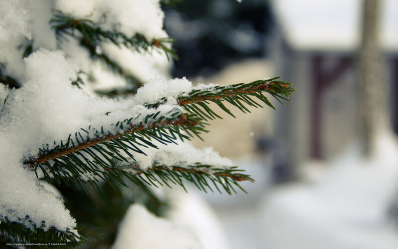 Snow-covered Pine Branch — White, Calm, Winter