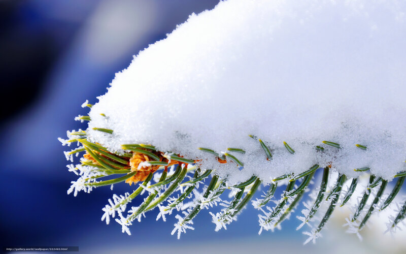 Snow-covered Pine Branch — White, Cold, Winter