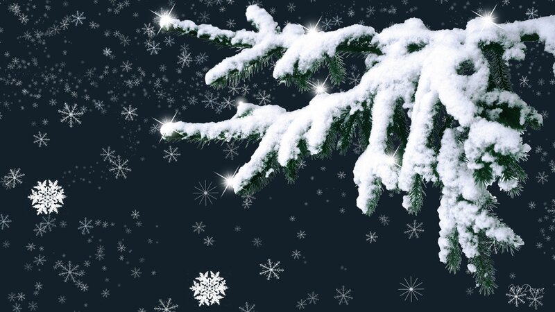 Snow-covered Pine Branch — White, Serene, Night