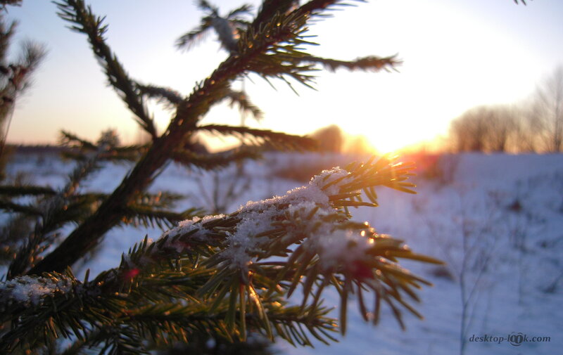 Snow-covered Pine Branch — White, Serene