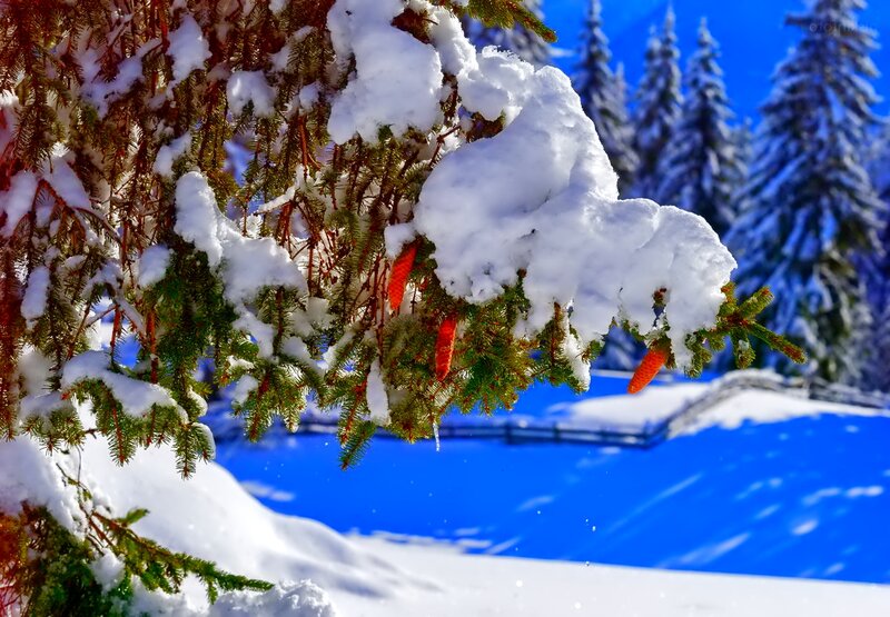 Snow-covered Pine Branch — White, Serene, Winter, Photograph, Pine Cones