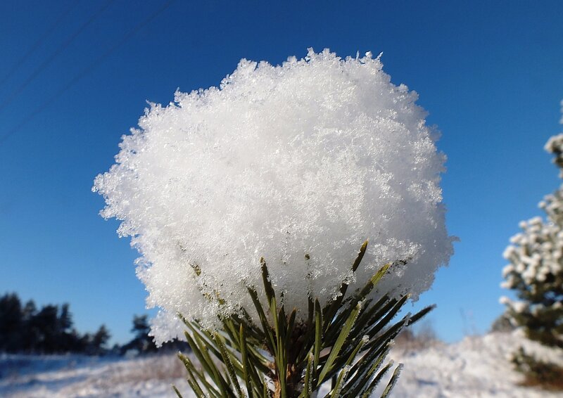 Snow-covered Pine Branch — White, Serene, Winter, Photograph, Pine Needles