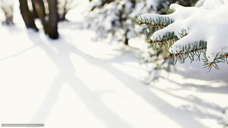 Snow-covered Pine Branch — White, Serene, Winter, Photograph, Snow