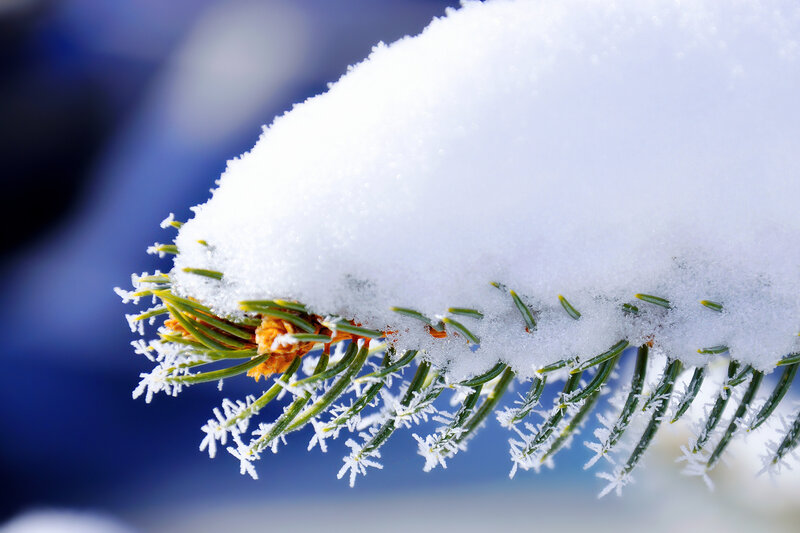 Snow-covered Pine Branch — White, Serene, Winter, Photograph