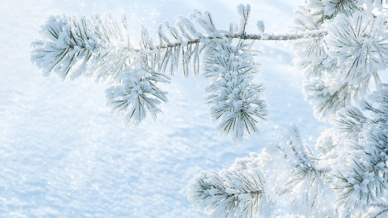 Snow-covered Pine Branch — White, Serene, Winter