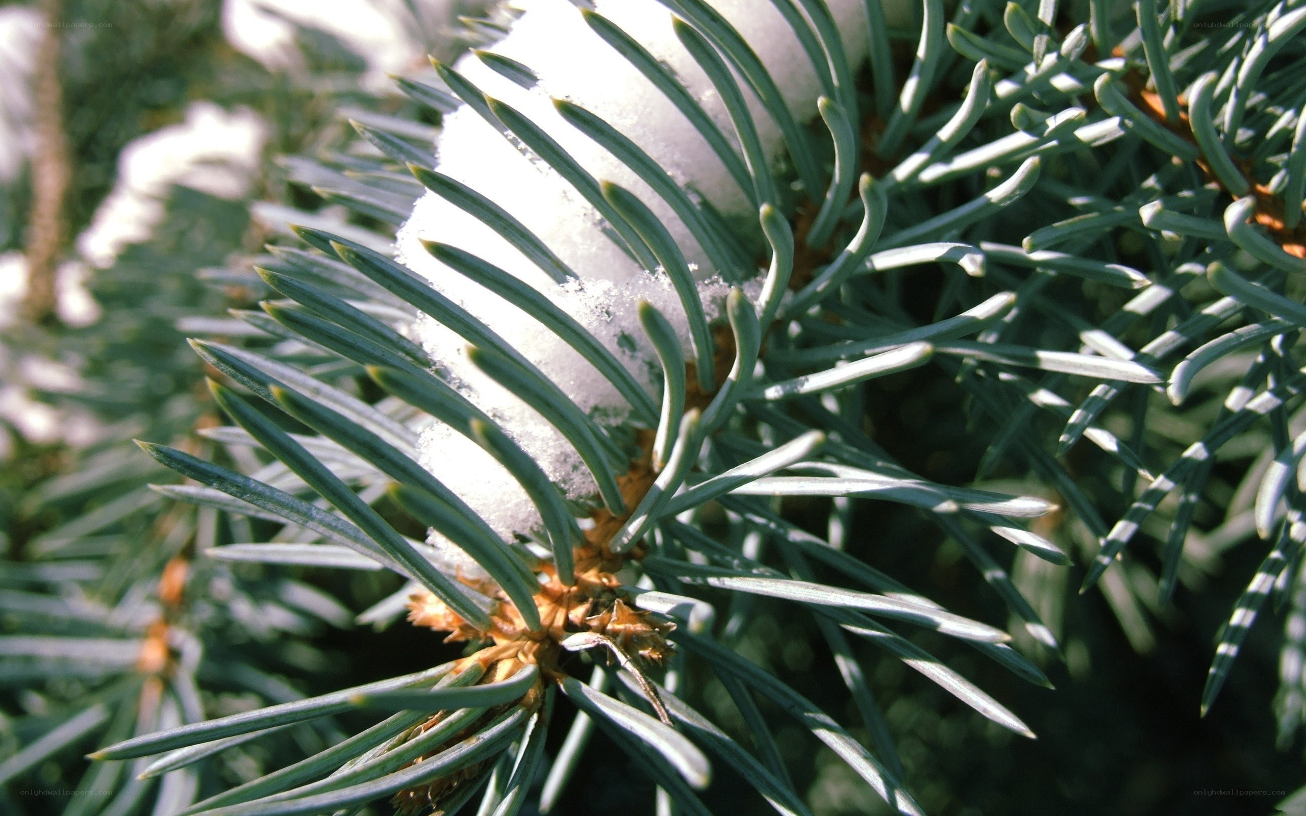 Snow-covered pine branch