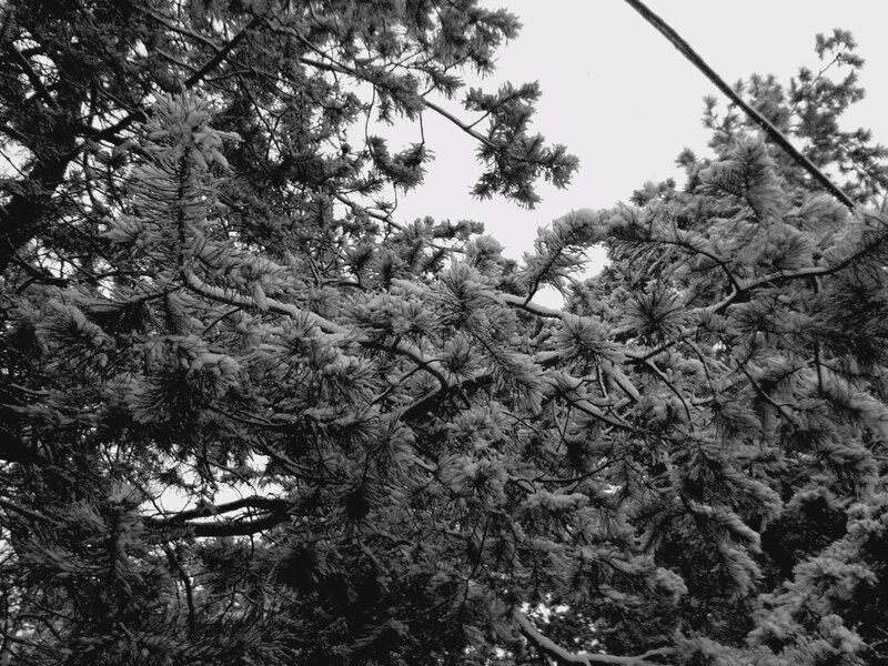 snow-covered pine branches