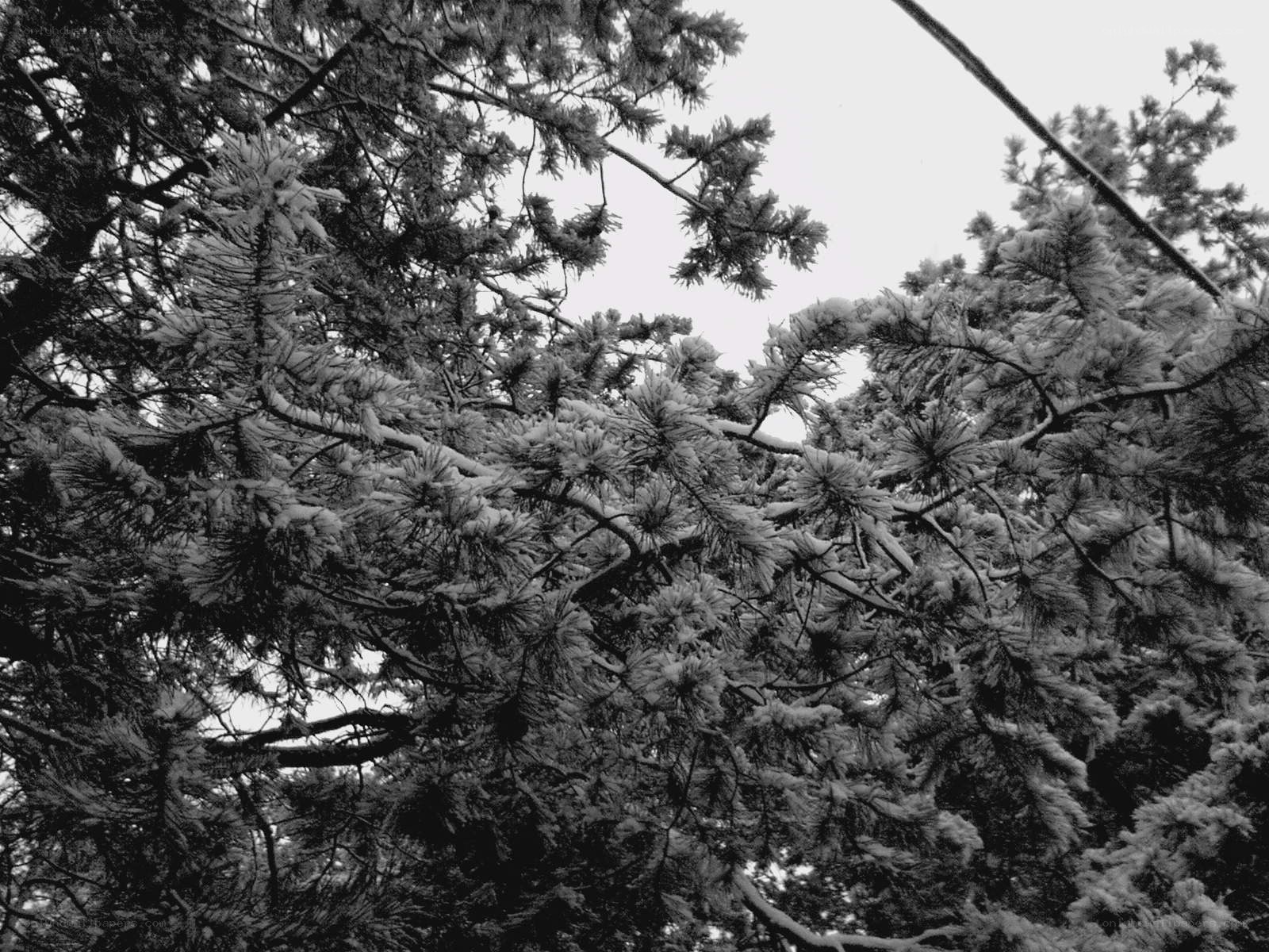 snow-covered pine branches