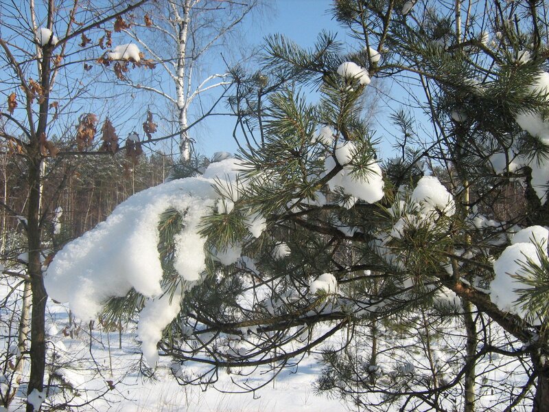 Snow-covered pine branches