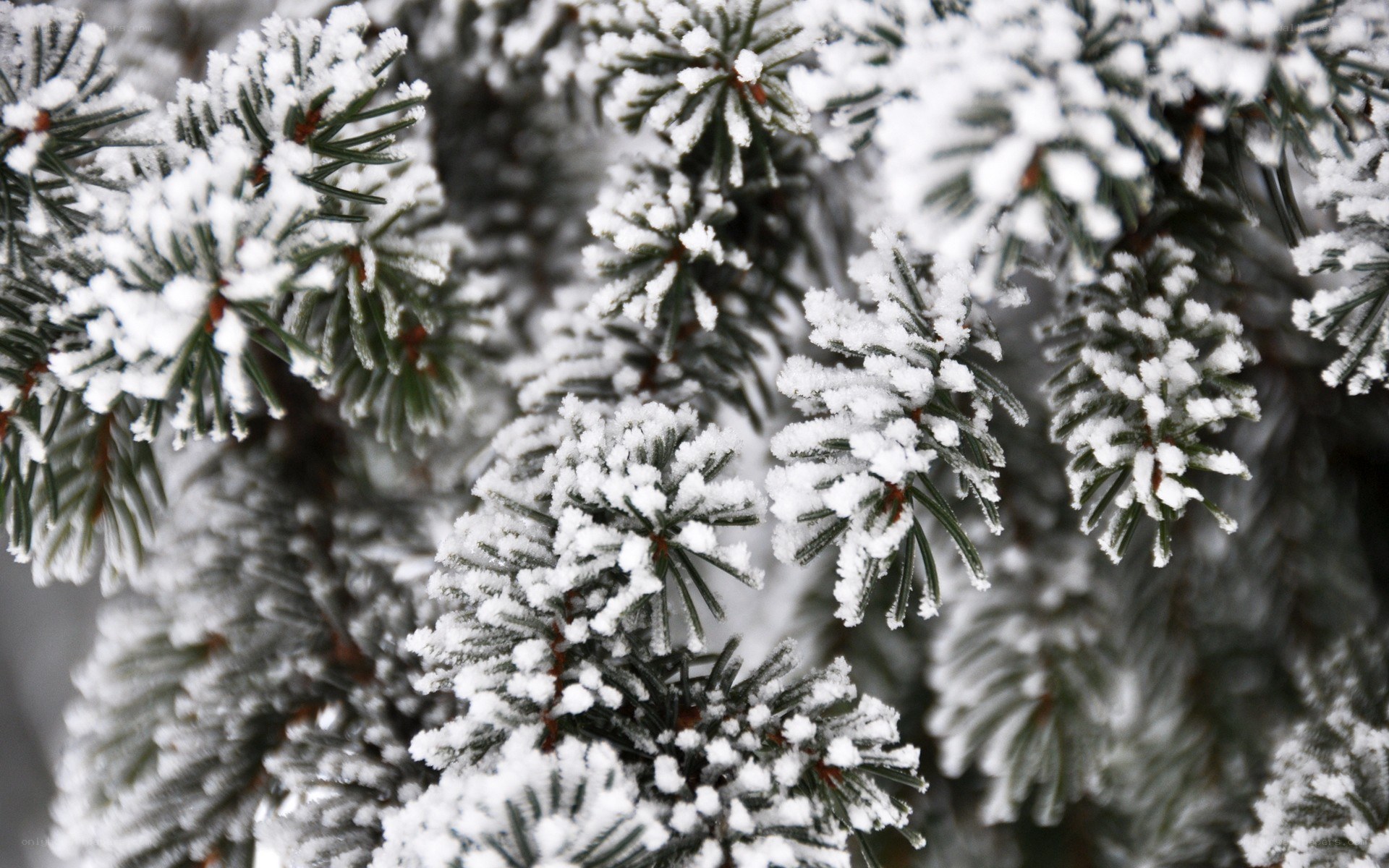 snow-covered pine branches