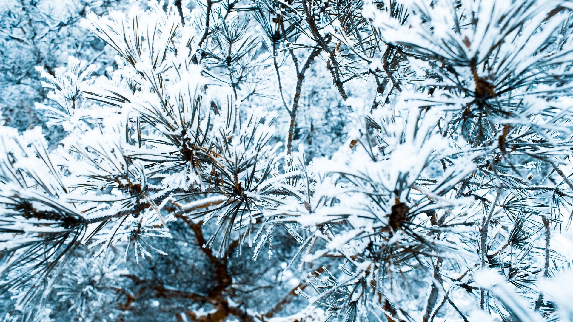 snow-covered pine branches