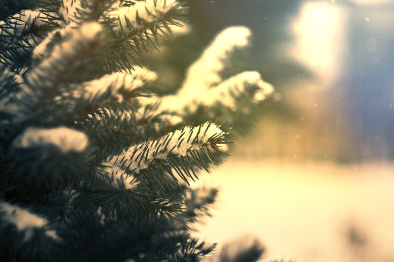 snow-covered pine branches