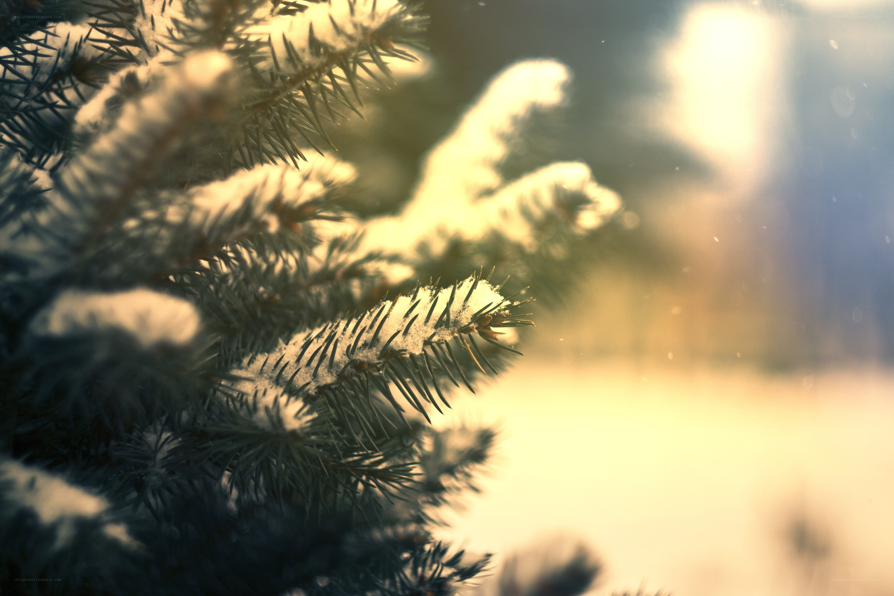 snow-covered pine branches