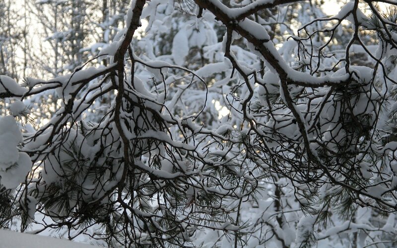 Snow-covered pine branches