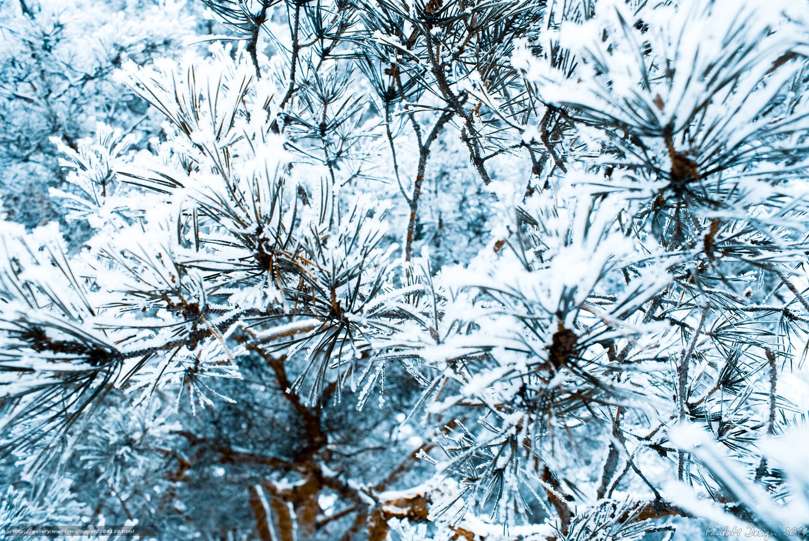 Snow-covered pine branches