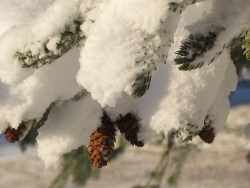 Snow-covered pine branches