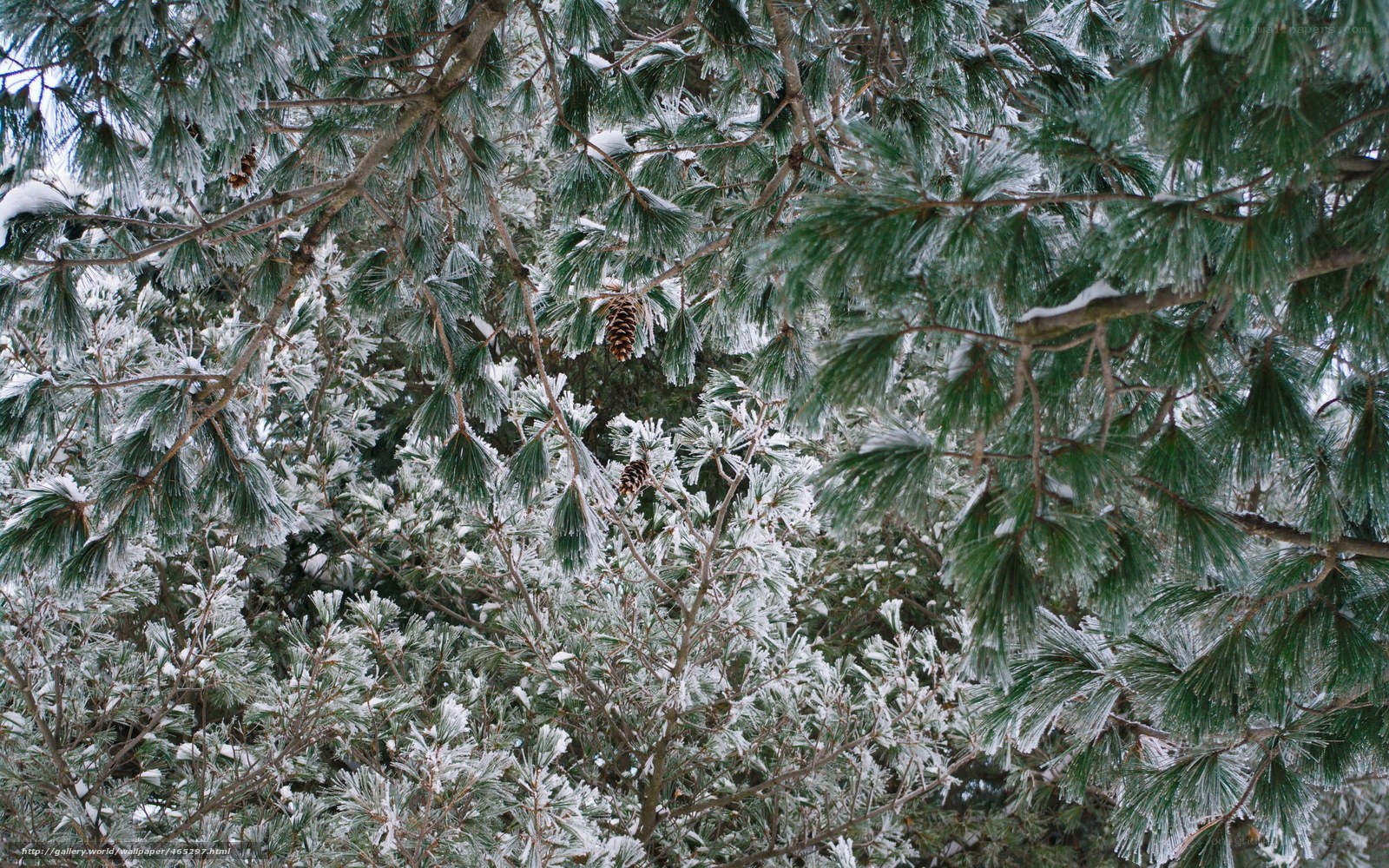Snow-covered pine branches
