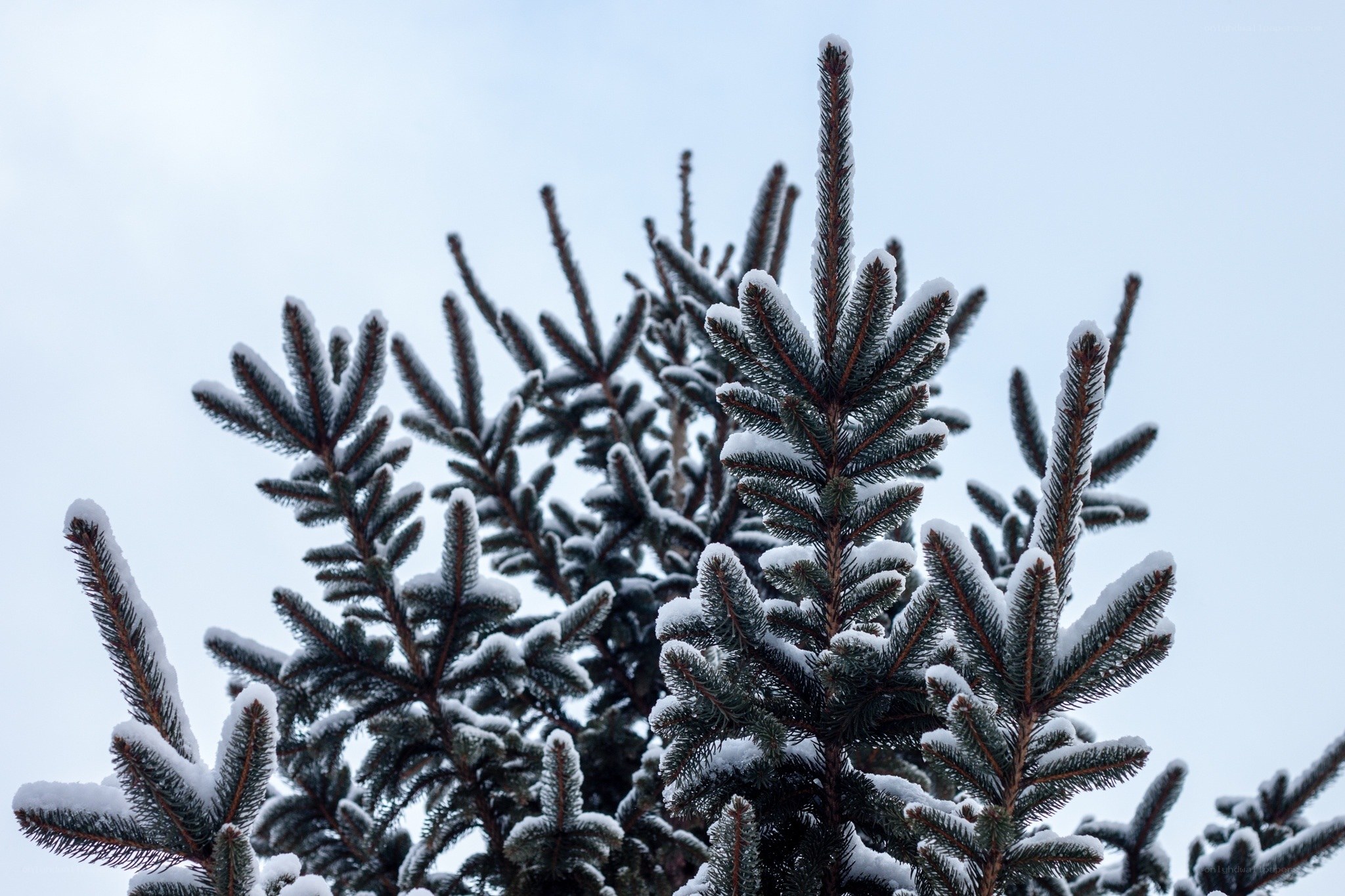 Snow-covered pine branches
