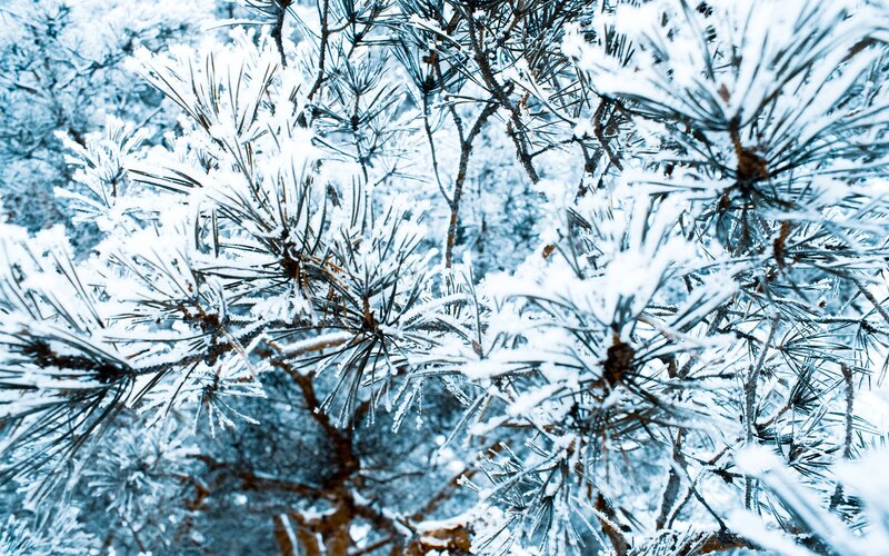 Snow-covered pine branches