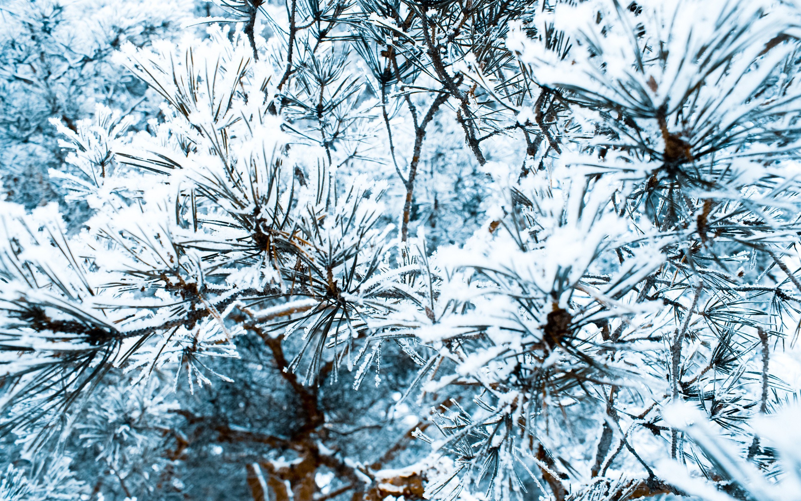 Snow-covered pine branches