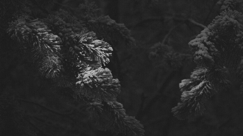 Snow-covered Pine Branches — Black