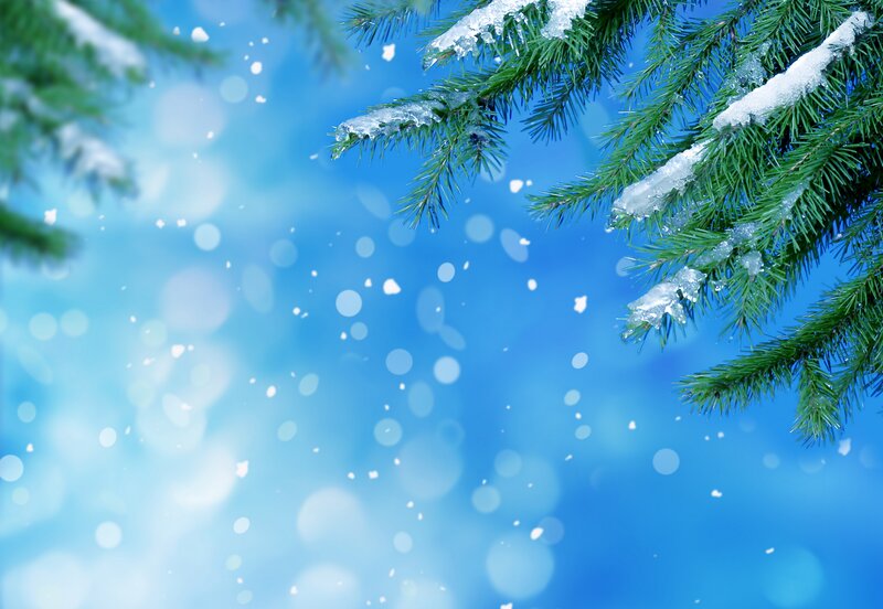 Snow-covered Pine Branches — Blue, Calm