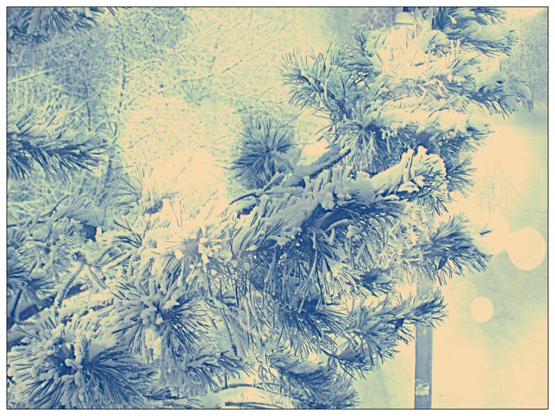 Snow-covered Pine Branches — Blue, Calm, Winter, Photograph, Snow, Pine Needles