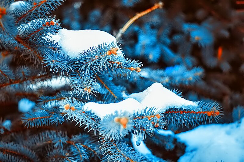 Snow-covered Pine Branches — Blue, Calm, Winter, Photograph