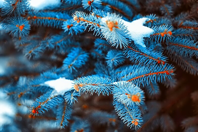 Snow-covered Pine Branches — Blue, Calm, Winter