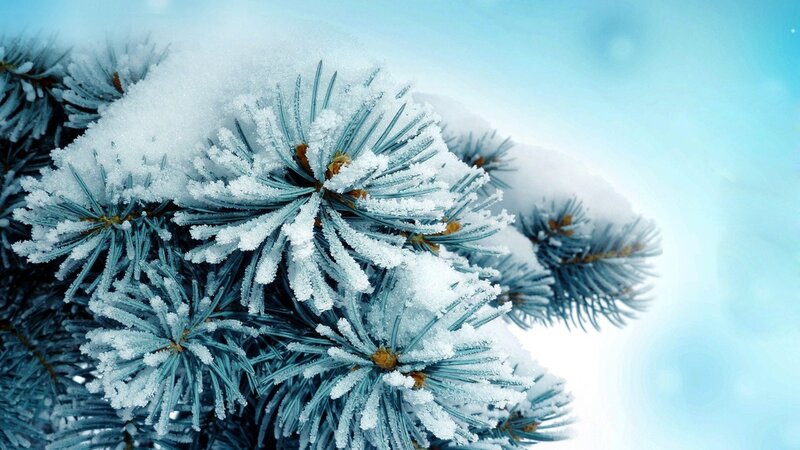 Snow-covered Pine Branches — Blue, Cold