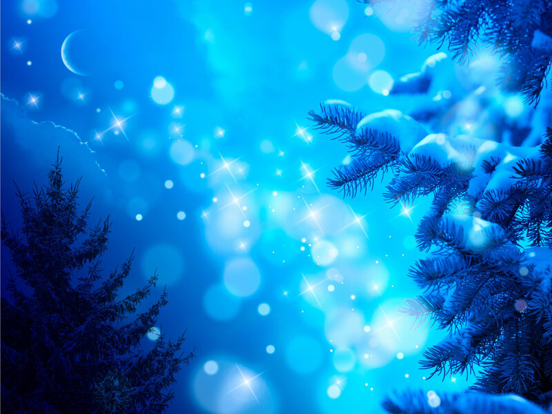 Snow-covered Pine Branches — Blue, Serene