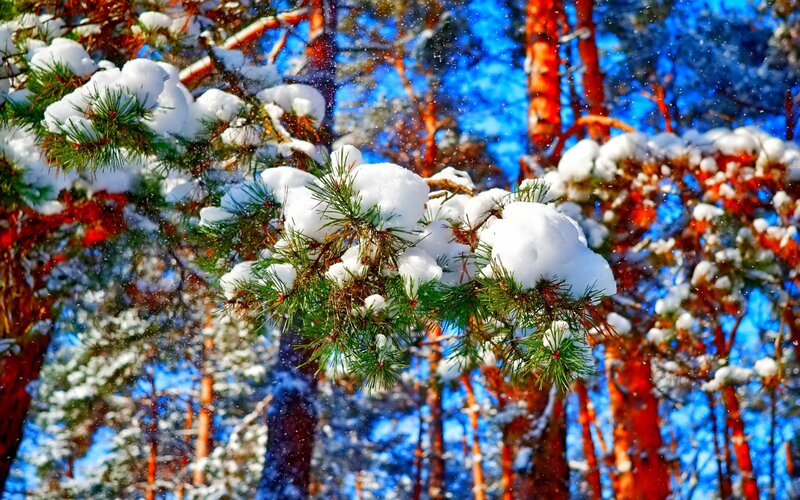 Snow-covered Pine Branches — Blue, Serene, Winter, Photograph, Pine Needles, Snow