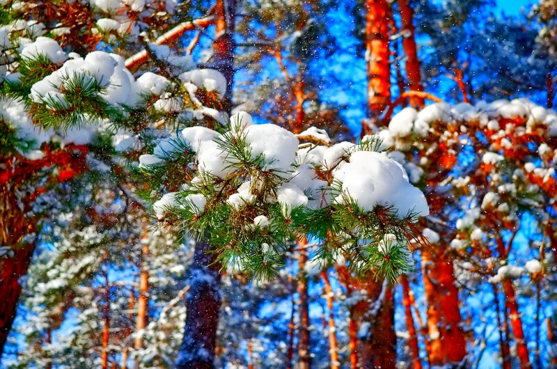 Snow-covered Pine Branches — Blue, Serene, Winter, Photograph, Pine Needles