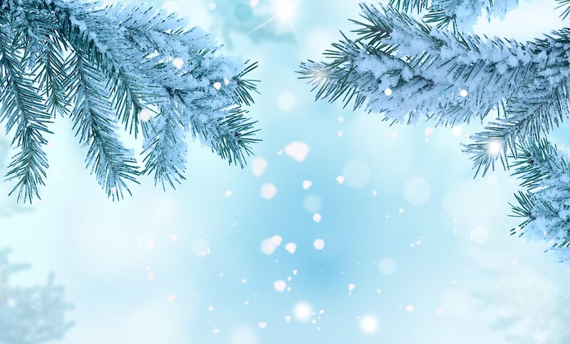 Snow-covered Pine Branches — Blue, Serene, Winter, Photograph, Snow
