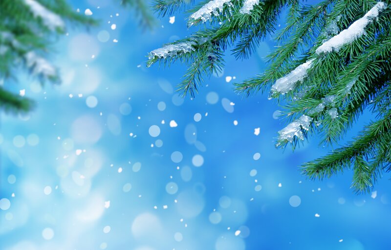 Snow-covered Pine Branches — Blue, Serene, Winter, Photograph