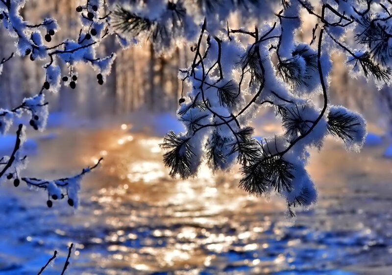 Snow-covered Pine Branches — Blue, Serene, Winter
