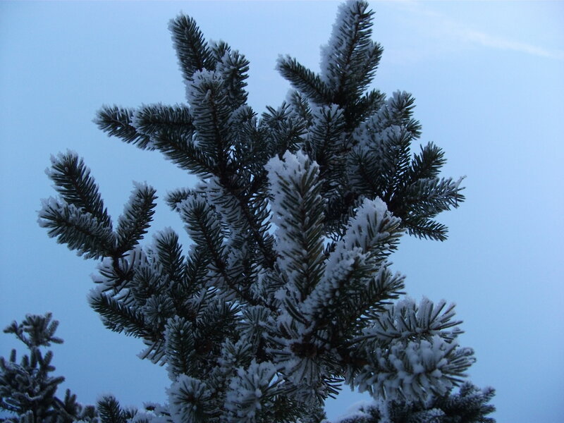 Snow-covered Pine Branches — Blue