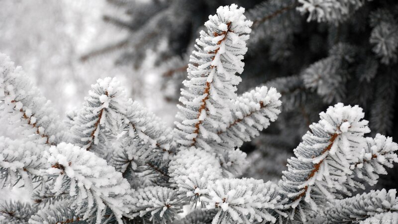 Snow-covered Pine Branches — Calm