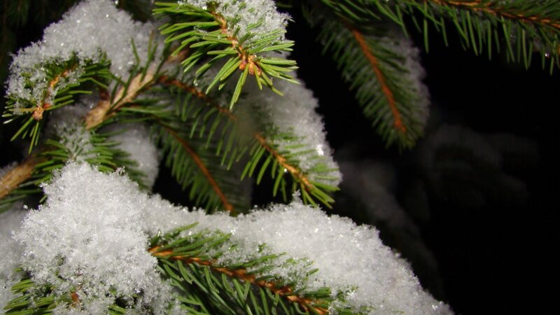 Snow-covered Pine Branches — Green, Calm, Night
