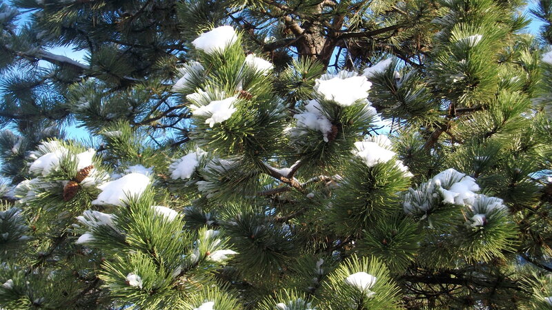 Snow-covered Pine Branches — Green, Calm