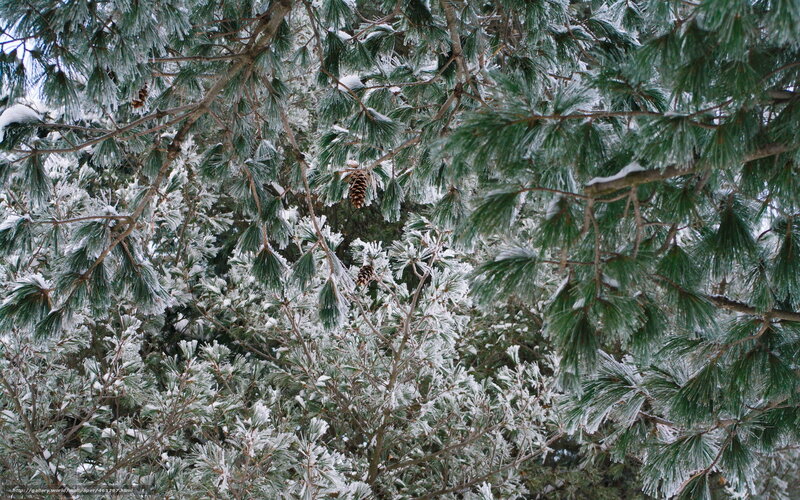 Snow-covered Pine Branches — Green, Calm, Winter, Photograph, Pine Needles, Cones