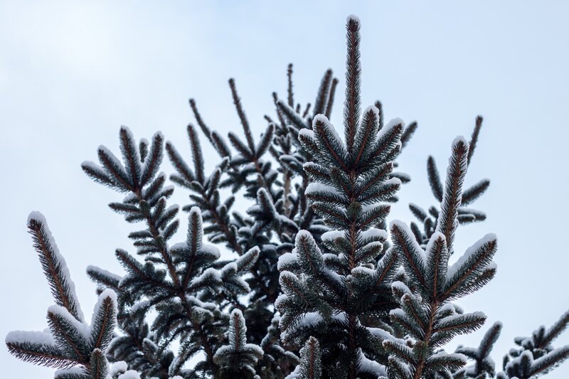 Snow-covered Pine Branches — Green, Calm, Winter, Photograph, Pine Needles, Snow