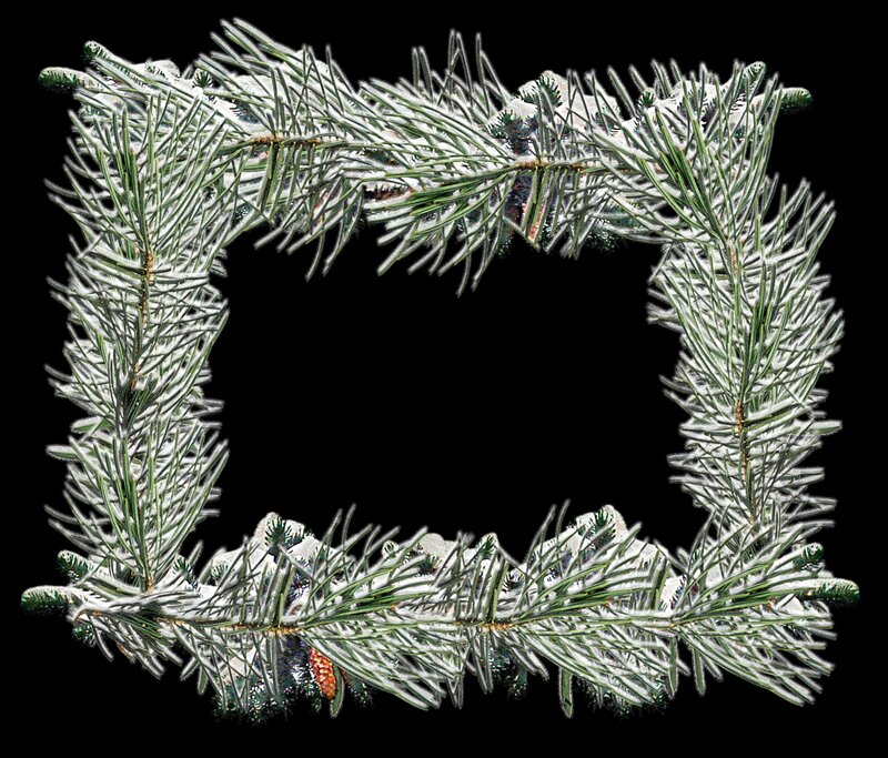 Snow-covered Pine Branches — Green, Calm, Winter, Photograph, Pine Needles