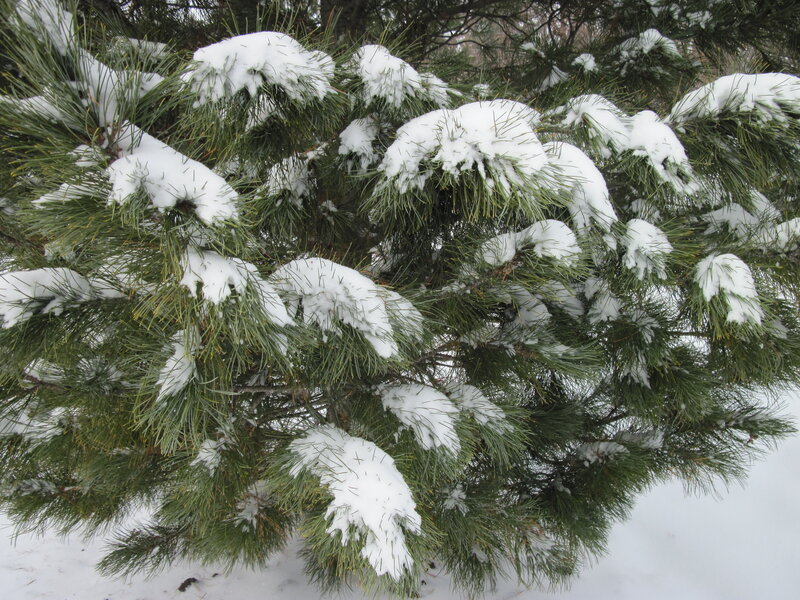 Snow-covered Pine Branches — Green, Calm, Winter, Photograph, Snow