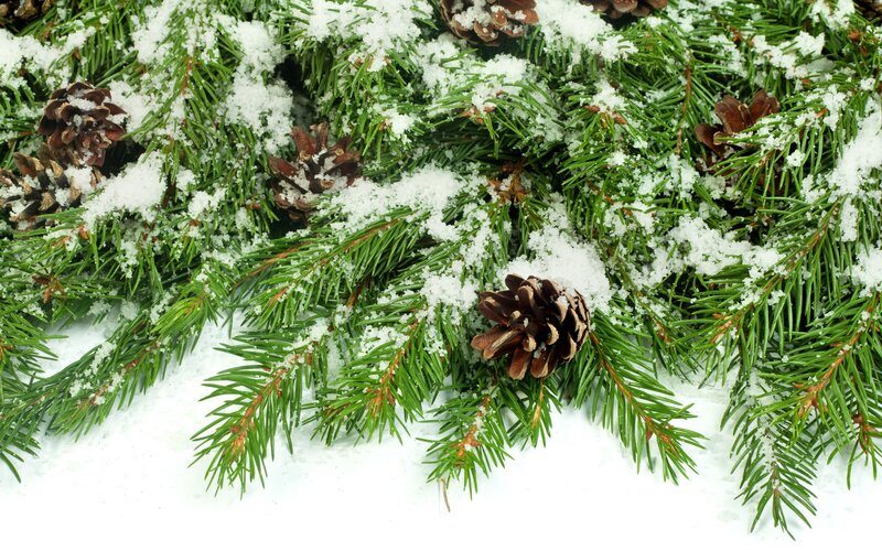 Snow-covered Pine Branches — Green, Calm, Winter, Photograph