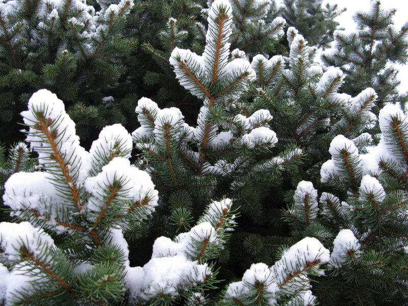 Snow-covered Pine Branches — Green, Calm, Winter
